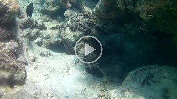 blue and black damsels and convict school - nice video