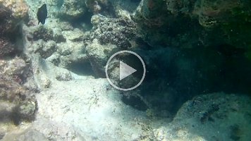 blue and black damsels and convict school - nice video_stabilized