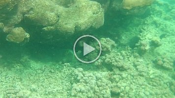 brown and white striped angel fish