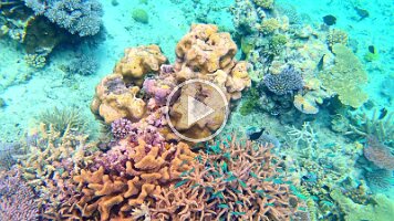 Blue Fish and Coral 1