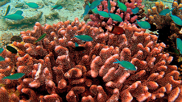 Fish and Coral_000023