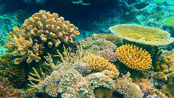 Pretty coral bad video_000117