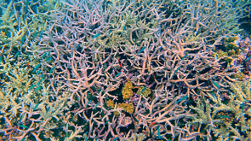 White coral and clowny_000009