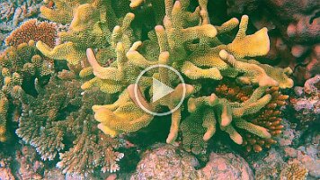 pretty orange fish and coral