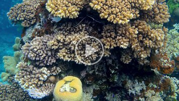 lobsterand Triangular Butterflyfish and many fish
