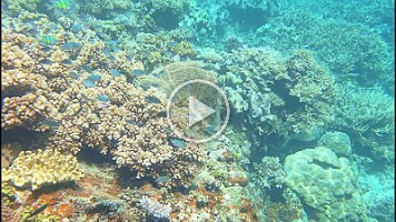 many fish pretty coral