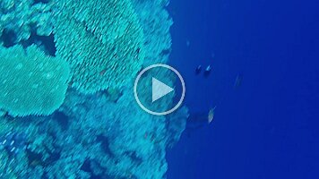 Climbing the wall - fixed