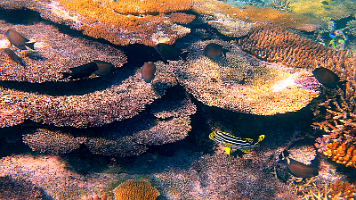 Sweet Lips and Coral_000115