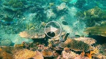 Sweet Lips and Coral