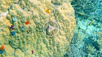 Many fish and pretty coral