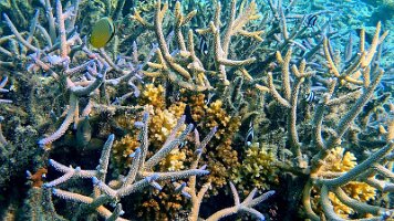 Many fish and pretty coral_frame_0_15_23f_edited