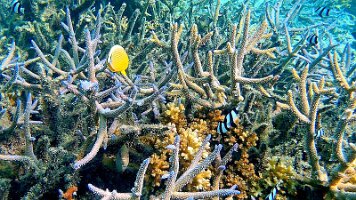 Many fish and pretty coral_frame_0_16_23f_edited