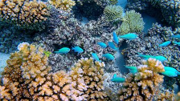 Pretty Blues_frame_0_22_58f_edited