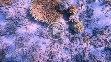 black white fish hiding in coral