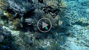 blue fish on coral top and soft coral