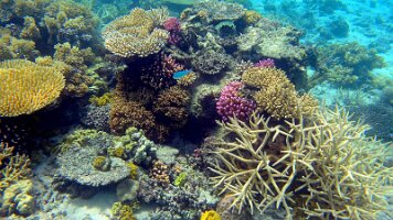 even more stills - elkhorn also_frame_0_04_45f_edited