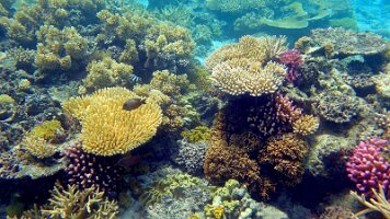 even more stills - elkhorn also_frame_0_09_9f_edited