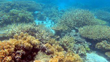 even more stills - elkhorn also_frame_0_21_57f_edited