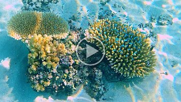 favorite - scared fish