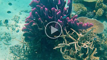 pretty fish around purple coral