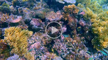 soft coral and fish variety
