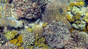 stills and new fish maybe_frame_0_32_11f_edited