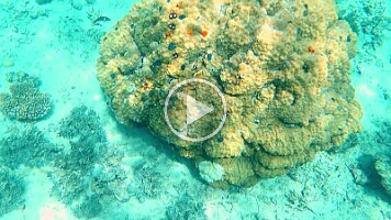 xmas worm colony with JandP