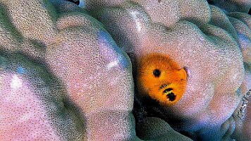 yellow christmas worm close up_frame_0_15_55f_edited