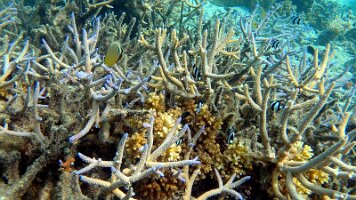 Many fish_frame_0_22_22f_edited