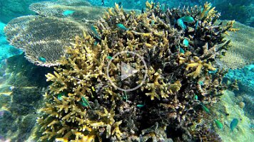 blue fish on coral top and Marg