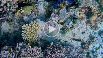 pretty fish and blue star