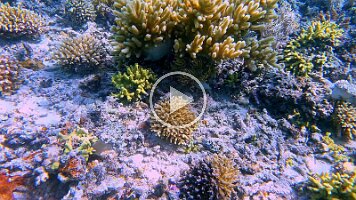soft coral waving - beautiful