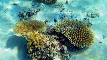 still and video - love this_frame_0_12_17f_edited