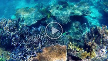 Coral and large fish_stabilized