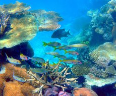 Snorkeling