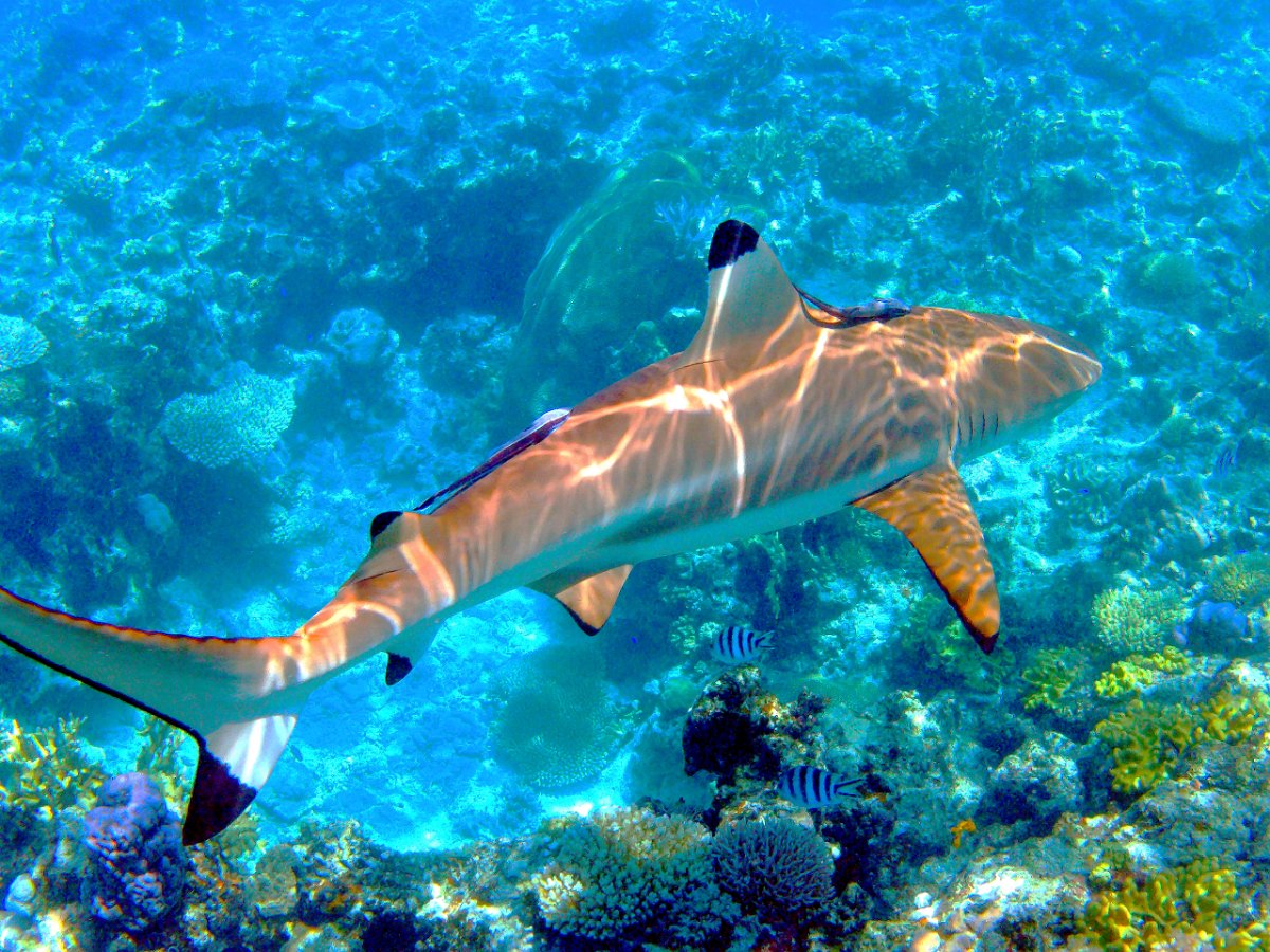 Blacktip reef shark - Shark Dive