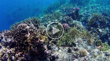 coral and fish