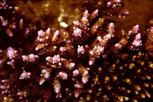 12.78 training on coral coast