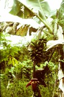 147. banana tree