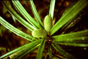 fruit growing off of pandanus behind house