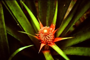 the pineapple outside of house when very young