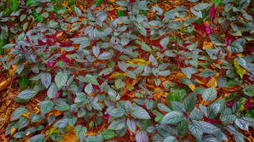 20191024_120102-Rod-PC