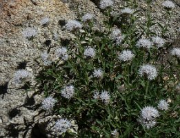 Ageratina shastensis - probably not