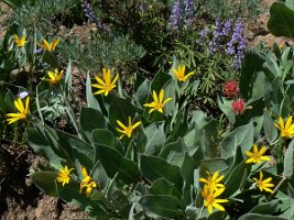 Brittle Bush or Mule Ear