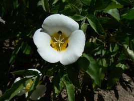 Calochortus leichtlinii, Mariposa Lily