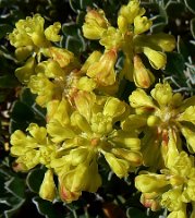 Eriogonum incanum, Frosted Buckwheat