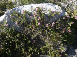 Phyllodoce breweri, Mountain Heather