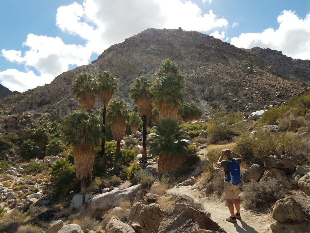 Fortynine Palms Oasis