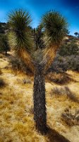 Panorama Loop Joshua Tree Slingshot