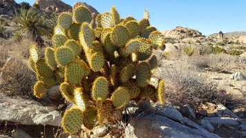 Hiddel Valley Prickly Pear 2